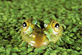  grenouille verte mare zone humide amphibien Rana esculenta France 