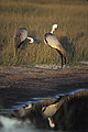 (Grus carunculatus).
Delta de l'Okavango / Botswana Grus carunculatus grue caronculée oiseau symbole Afrique ailes plumes ailes  espèce Botswana Okavango Delta zone humide 