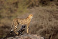 (Acinonyx jubatus) Afrique mammifère félin guépard courrir rapide prédateur observer 