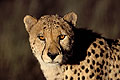  Afrique mammifère félin guépard prédateur tête regard regarder yeux oreilles poils couleur courrir vitesse chasser proie 