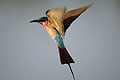 (Merops nubicoides) Merops nubicoides guépier carmin Okavango Delta Botswana Afrique oiseau vol insect 