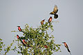 (Merops nubicoides).
Botswana Merops nubicoides Guépiers carmins Afrique oiseaux vol insectivores Botswana Delta Okavango 