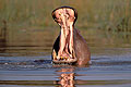 (Hippopotamus amphibius)
Delta Okavango / Botswana hippopotame mâle intimidation dents ivoire gueule ouverte bailler ouvrir mammifère Afrique eau zone humide 