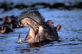 (Hippopotamus amphibius)
Delta Okavango / Botswana Afrique animal mammifère Hippopotame Hippopotamus amphibius Okavango Delta Botswana zone humide eau dents ouvrir sourire dangereux 