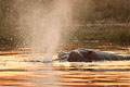 (Hippopotamus amphibious)
Peut rester en apnée jusqu'à 6 mn !
Delta Okavango / Botswana hippopotame mammifère eau douce Afrique hippo respirer souffler souffle mare 