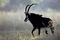 (Hippotragus niger) Hippotragus niger antilope Afrique mammifère Botswana Okavango delta cornes espèce rare animal rare proie pointue noir Hippotrague 