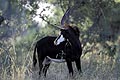 (Hippotragus niger) Hippotragus niger Hippotrague noir antilope chevaline Afrique mammifère cornes Botswana Okavango delta brousse animal sauvage 