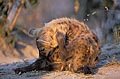 (Crocuta crocuta) Crocuta hyène tachetée mammifère canidé gratter terrier prédateur Botswana delta Okavango Afrique 