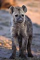 (Crocuta crocuta) crocuta jeune hyène tachetée prédateur savane brousse Afrique Botswana delta Okavango terrier debout poil fourrure tête yeux observer pattes bébé 