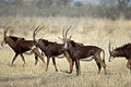 (Hippotragus niger).
Delta de l'Okavango / Botswana Hippotragus niger antilopes chevaline Botswana mammifère cornes courrir delta Okavango Afrique rare farouche sauvage mammifère troupeau mâles célibataires 