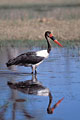 (Ephippiorhynchus senegalensis)
Botswana Ephippiorhynchus senegalensis oiseau échassier cigogne jabiru pêche eau zone humide delta Okavango 