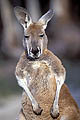 (Macropus rufus)
 Macropus rufus kangourou roux animal sauter oreilles mammifère placenta marsupiaux Australie continent viande chasse ferme moutons désert centre rouge 