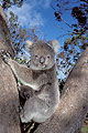 (Phascolarctos cinereus) Australie koala diprotodontia mammifère arbre branches eucalyptus Phascolarctos cinereus bébé mère fourrure accrocher 