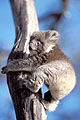 (Phascolarctos cinereus)
 Phascolarctos cinereus koala bébé tronc animal mammifère Australie adorable 