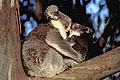 (Phascolarctos cinereus).
Kangaroo Island.
Australie koala Phascolarctos cinereus mère bébé bisou tendresse mammifère arbre eucalyptus fourrure Australie 