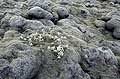  Islande lave coulée mousse végétation pionnière lichens plantes basalte volcan géologie adaptation 