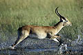 (Kobus leche)
Delta de l'Okavango / Botswana Kobus leche Afrique Botswana Delta Okavango lechwe cobe courrir marais mammifère antilope aquatique eau zone humide 