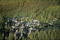 (Kobus leche).
Delta de l'Okavango / Botswana.
Saison des pluies. Afrique mammifère animal cobe lechwe Kobus leche antilope aquatique eau douce delta Okavango Botswana zone humide intérieur marais végétation niveau courrir troupeau photo 