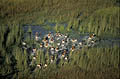 (Kobus leche)
Botswana Kobus leche Afrique mammifère antilope aquatique animal courrir eau zone cobe lechwe humide herbes marais Delta Okavango Botswana 