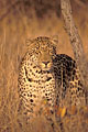 (Panthera pardus) Panthera pardus félin regard léopard mâle adulte puissance Afrique mammifère 
