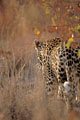 (Panthera pardus) Afrique félin brousse taches puissance marcher disparaître léopard 