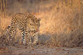(Panthera pardus) Panthera pardus marcher félin léopard Afrique mammifère 