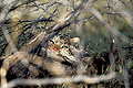 (Panthera pardus).
Moremi Reserve. Delta Okavango.
Botswana.
 Panthera pardus léopard manger dévorer cacher proie félin difficile yeux Afrique mammifère prédateur efficace delta Okavango Botswana 