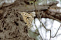 (Panthera pardus) Afrique mammifère félin cacher chasser termitière tête big five léopard 