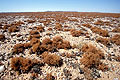 (Teloschistes capensis) - 
Côte des Squelettes.
Endémique à la côte. lichens champ côte cote squelettes Namib désert Namibie plante végétation brouillard météo habitat écologie sol 