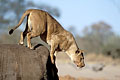 (Panthera leo) lionne saute carcasse chasser 