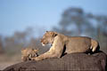 (Panthera leo)
 Botswana
 lion ambuscade éléphant carcasse tuer chasser mammifère Afrique Savuti Botswana 