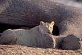 (Panthera leo)
Botswana lion éléphant carcasse manger proie taille Savuti prédateur Botswana mammifère Afrique 