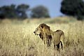 (Panthera leo)
Kwara Camp , nord du Delta de l'Okavango. Panthera leo lion male Delta Okavango Botswana herbes 