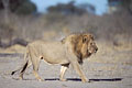 (Panthera leo) Afrique félin lion mammifère crinière marcher majestueux big five 
