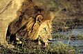 (Panthera leo)
Delta de l'Okavango / Botswana Panthera leo lion mâle boire eau zone humide marais brousse savane prédateur puissant crinière langue félin big five muscles 