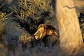 (Panthera leo) Panthera leo lion male Botswana Okavango Delta se déplacer chasser soir territoire 