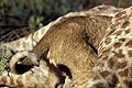 (Panthera leo)

 Panthera leo lion lionceau mammifère Afrique faune jeune bébé manger entrer carcasse proie 