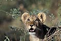 (Panthera leo) lion lionceau mammifère Botswanan Panthera leo okavango delta jeune bébé regarder découvrir Afrique 