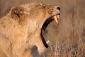 (Panthera leo)
Les lions dorment en moyenne 20h par jour..  