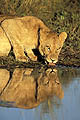 (Panthera leo).
Delta Okavango / Botswana.
Fin saison des pluies. Afrique mammifère prédateur lion félin femelle lionne boire eau point douce brousse Botswana delta lumière Okavango big five reflet photo 