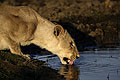 (Panthera leo) Panthera leo lionne boit boire eau douce marais zone humide Delta Okavango Botswana sauvage fauve prédateur Afrique mammifère femelle 
