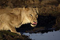 (Panthera leo) félin big five Panthera leo lionne boit boire eau douce marais zone humide Delta Okavango Botswana sauvage fauve prédateur Afrique mammifère femelle yeux regard 