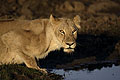 (Panthera leo) félin big five Panthera leo lionne lion regard eau douce Okavango delta Afrique mammifère prédateur sauvage boire yeux 