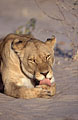 Botswana désert mammifère lion Afrique nettoyer langue sable chaud habitat 