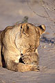  lionne lèche toilette pattes sable désert Kalahari Botswana Afrique mammifère 