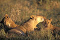 (Panthera leo)
Delta de l'Okavango / Botswana Panthera leo femelle jeune bébé lionceau lionne félin big five tendresse langue nettoyer soin 