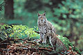 (Felis lynx) Felis lynx félin Europe forêt feuillus est France mammifère animal poil fourrure jeunes femelle oreilles chasse prédateur chevreuil proie réintroduction 