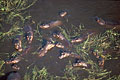  Hippopotames mare delta mammaifère Okavango Botswana zone humide menace 