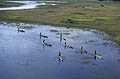 Delta de l'Okavango / Botswana Okavango Delta Botswana Mokoro pirogue eau zone humide rivière Afrique 