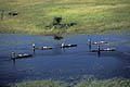 Delta de l'Okavango / Botswana Okavango Delta  Botswana pirogue bateau Mokoro gens tradition habitants eau rivière Afrique zone humide permanente 